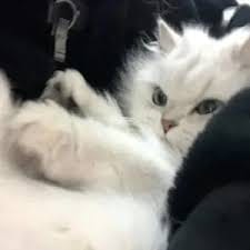 Tora Sudiro avatar